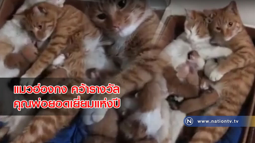 (คลิปข่าว) แมวฮ่องกง คว้ารางวัลคุณพ่อยอดเยี่ยมแห่งปี (คลิปข่าว) แมวฮ่องกง คว้ารางวัลคุณพ่อยอดเยี่ยมแห่งปี
