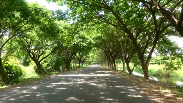 แลนด์มาร์กแห่งใหม่ในพิจิตร ต้นจามจุรีแผ่ใบกิ่งก้านเป็นถนนอุโมงค์ต้นไม้