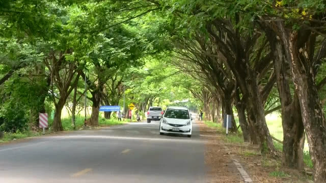 แลนด์มาร์กแห่งใหม่ในพิจิตร ต้นจามจุรีแผ่ใบกิ่งก้านเป็นถนนอุโมงค์ต้นไม้