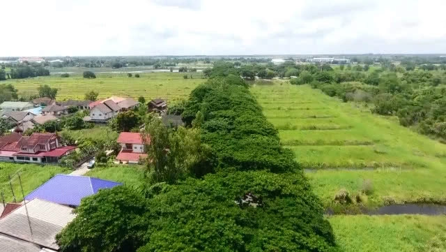 แลนด์มาร์กแห่งใหม่ในพิจิตร ต้นจามจุรีแผ่ใบกิ่งก้านเป็นถนนอุโมงค์ต้นไม้