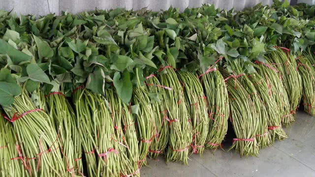 เกษตรกร 25 จังหวัด ร้องดีเอสไอ หลังถูกหลอกให้ปลูกมันเทศ