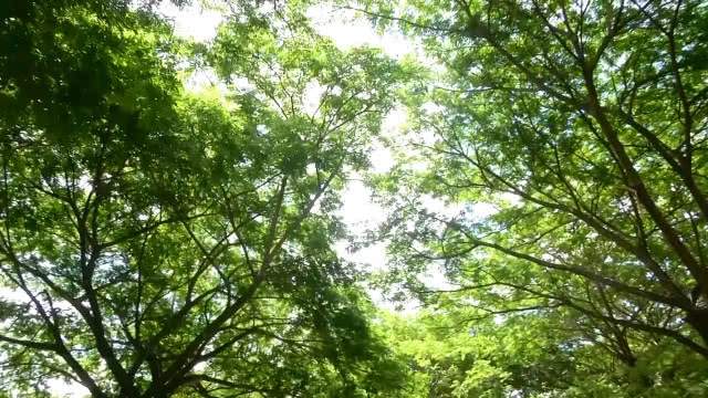 แลนด์มาร์กแห่งใหม่ในพิจิตร ต้นจามจุรีแผ่ใบกิ่งก้านเป็นถนนอุโมงค์ต้นไม้