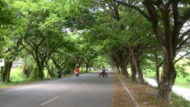 แลนด์มาร์กแห่งใหม่ในพิจิตร ต้นจามจุรีแผ่ใบกิ่งก้านเป็นถนนอุโมงค์ต้นไม้