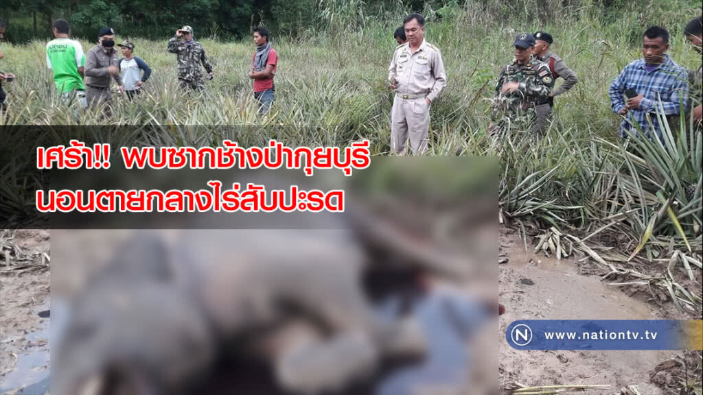 เศร้า!! พบซากช้างป่ากุยบุรีนอนตายกลางไร่สับปะรดที่สามร้อยยอด เศร้า!! พบซากช้างป่ากุยบุรีนอนตายกลางไร่สับปะรดที่สามร้อยยอด