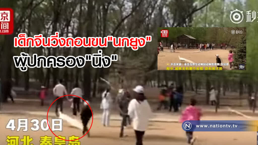 (คลิปข่าว) นกยูงสวนสัตว์จีน ยังไม่พ้นวิบากกรรม เด็กๆวิ่งไล่ดึงขนนกยูง (คลิปข่าว) นกยูงสวนสัตว์จีน ยังไม่พ้นวิบากกรรม เด็กๆวิ่งไล่ดึงขนนกยูง