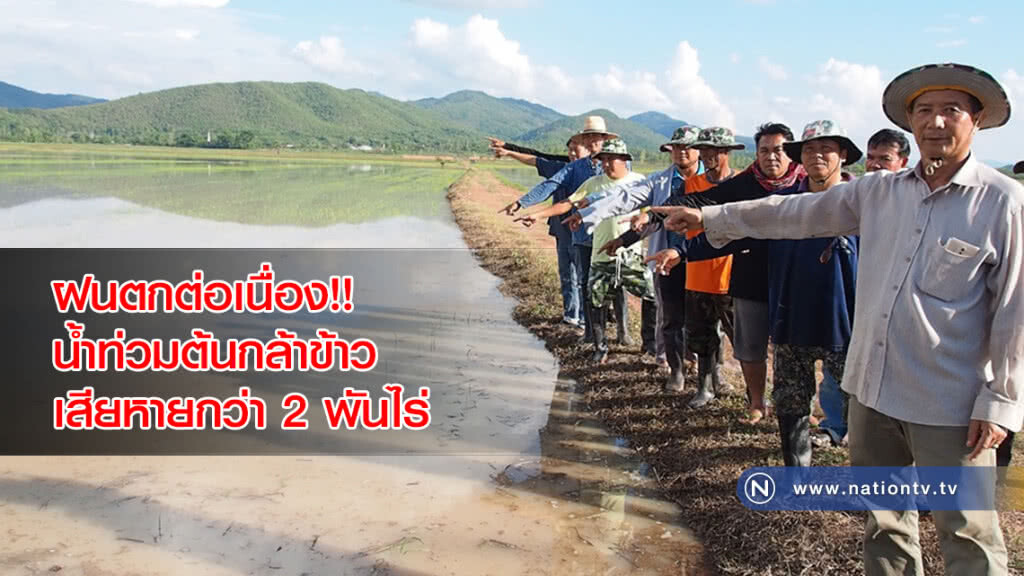 ฝนตกต่อเนื่อง!! น้ำท่วมต้นกล้าข้าวเสียหายกว่า 2 พันไร่