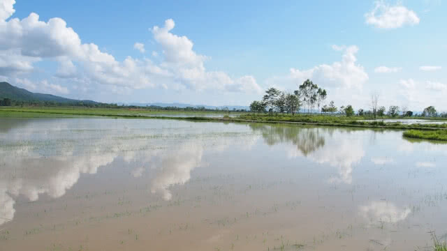 ฝนตกต่อเนื่อง!! น้ำท่วมต้นกล้าข้าวเสียหายกว่า 2 พันไร่