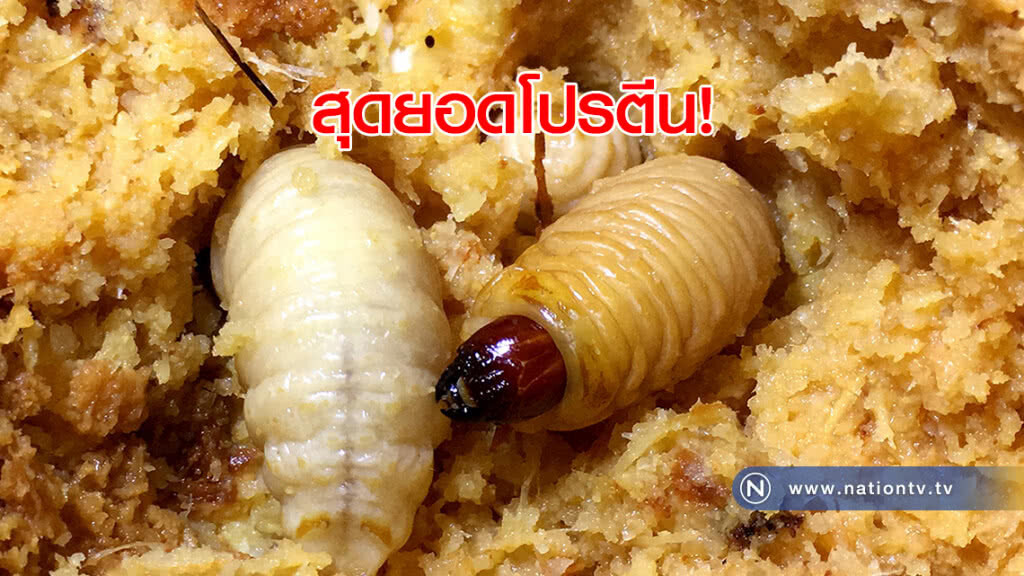 ด้วงมะพร้าว สุดยอดโปรตีนที่ซุกอยู่ในตอไม้เน่า