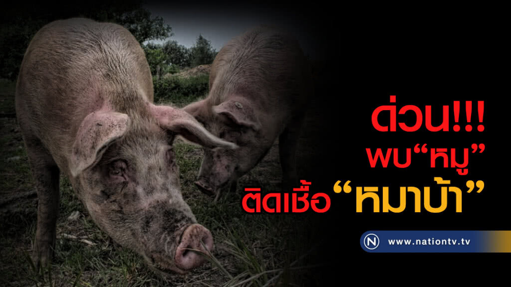 "โคราช"พบหมูติดเชื้อหมาบ้า !!!