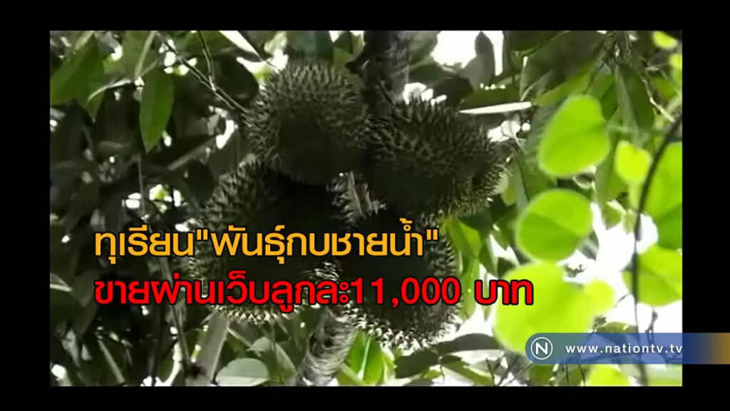 ตะลุยสวนทุเรียน "พันธุ์กบชายน้ำ" ขายผ่านเว็บลูกละ11,000 บาท ตะลุยสวนทุเรียน "พันธุ์กบชายน้ำ" ขายผ่านเว็บลูกละ11,000 บาท