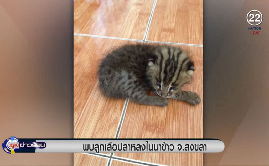 (คลิปข่าว) พบลูกเสือปลา หลงในนาข้าว จ.สงขลา (คลิปข่าว) พบลูกเสือปลา หลงในนาข้าว จ.สงขลา