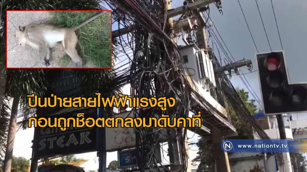 "ลิงแสม"ปีนป่ายสายไฟฟ้าแรงสูงก่อนถูกช็อตตกลงมาดับคาที่ "ลิงแสม"ปีนป่ายสายไฟฟ้าแรงสูงก่อนถูกช็อตตกลงมาดับคาที่