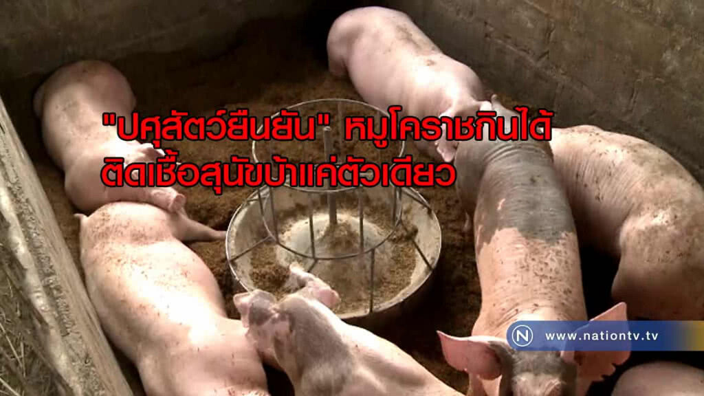 ปศุสัตว์ยืนยัน หมูโคราชกินได้ติดเชื้อสุนัขบ้า "แค่ตัวเดียว" ปศุสัตว์ยืนยัน หมูโคราชกินได้ติดเชื้อสุนัขบ้า "แค่ตัวเดียว"