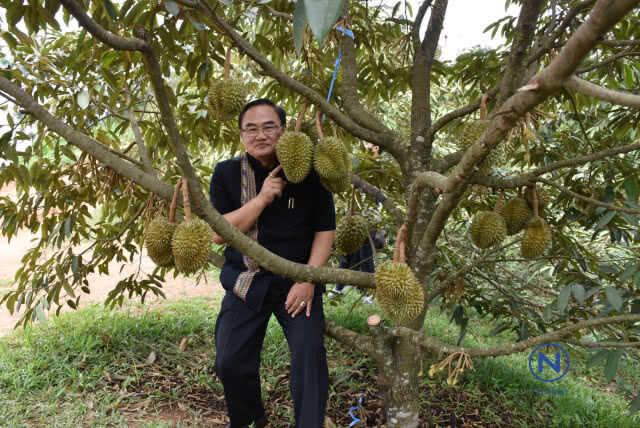 จัดทริป"ขึ้นดอยลับแลกินทุเรียนใต้ต้นในหุบเขา"คาดเงินสะพัดพันล้าน