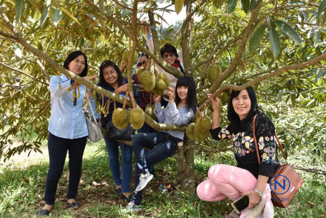 จัดทริป"ขึ้นดอยลับแลกินทุเรียนใต้ต้นในหุบเขา"คาดเงินสะพัดพันล้าน