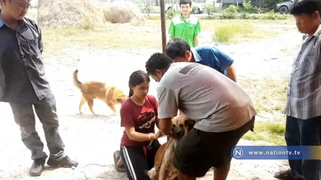ปศุสัตว์ยืนยัน หมูโคราชกินได้ติดเชื้อสุนัขบ้า "แค่ตัวเดียว"
