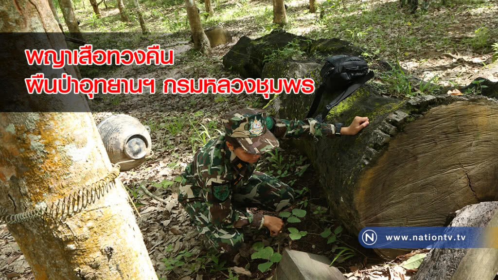 พญาเสือทวงคืนผืนป่าอุทยานเสด็จในกรม กรมหลวงชุมพรกว่าหมื่นไร่ พญาเสือทวงคืนผืนป่าอุทยานเสด็จในกรม กรมหลวงชุมพรกว่าหมื่นไร่