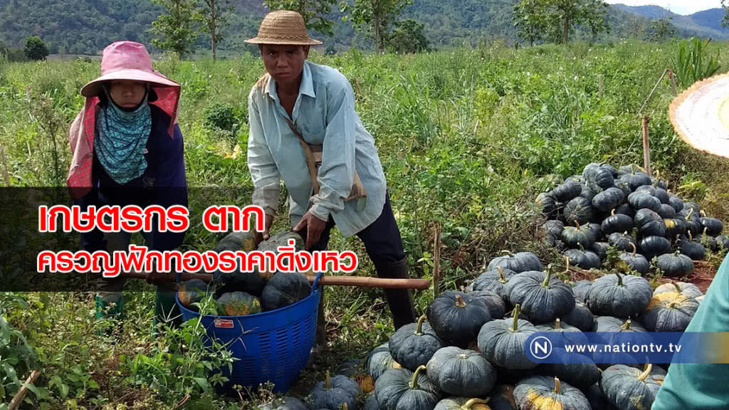 เกษตรกรตาก ครวญฟักทองราคาดิ่งเหว หลังประสบภัยแล้ง เกษตรกรตาก ครวญฟักทองราคาดิ่งเหว หลังประสบภัยแล้ง
