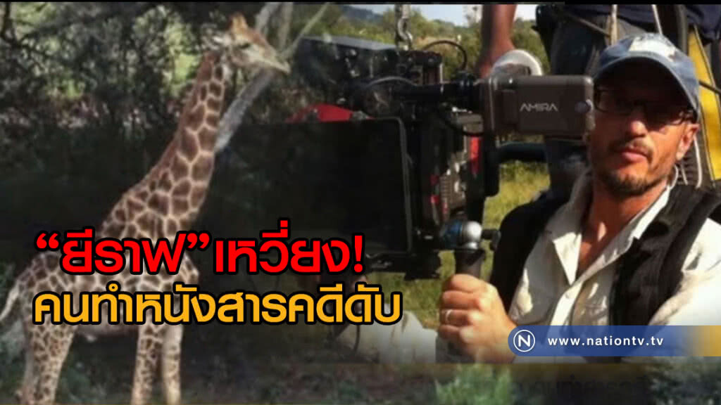 (คลิปข่าว) ยีราฟเหวี่ยง ทำคนทำหนังสารคดีตาย (คลิปข่าว) ยีราฟเหวี่ยง ทำคนทำหนังสารคดีตาย
