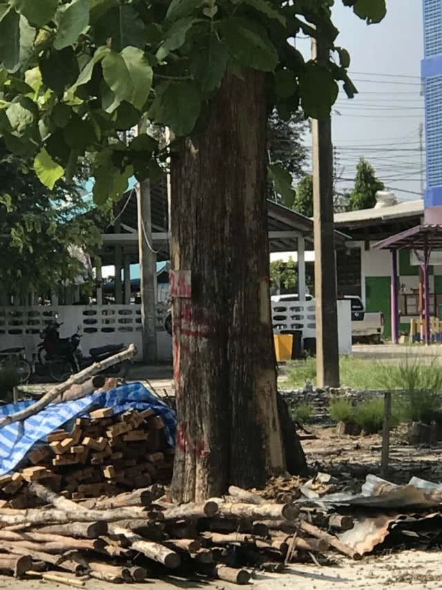 ค้านผอ.โรงเรียนตัดต้นสักพระราชทาน 4 ต้น(มีคลิป)