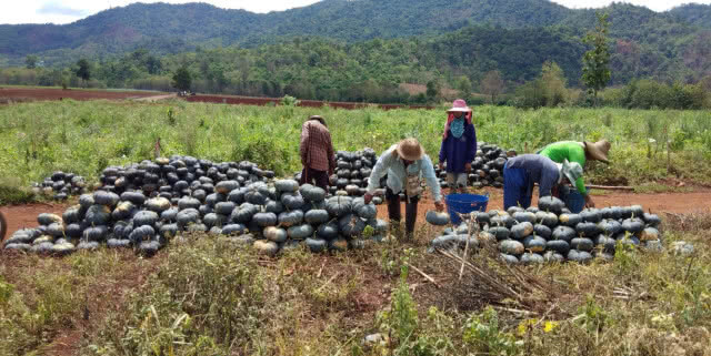 เกษตรกรตาก ครวญฟักทองราคาดิ่งเหว หลังประสบภัยแล้ง