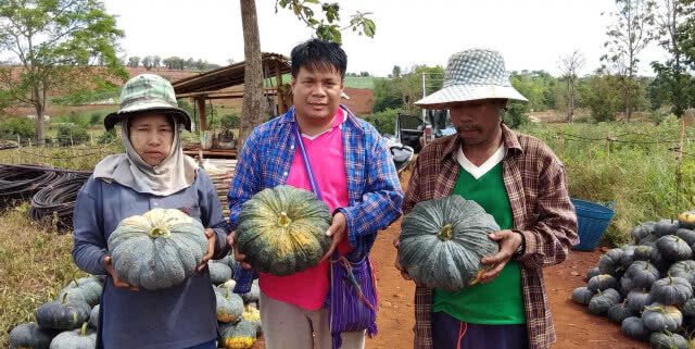 เกษตรกรตาก ครวญฟักทองราคาดิ่งเหว หลังประสบภัยแล้ง