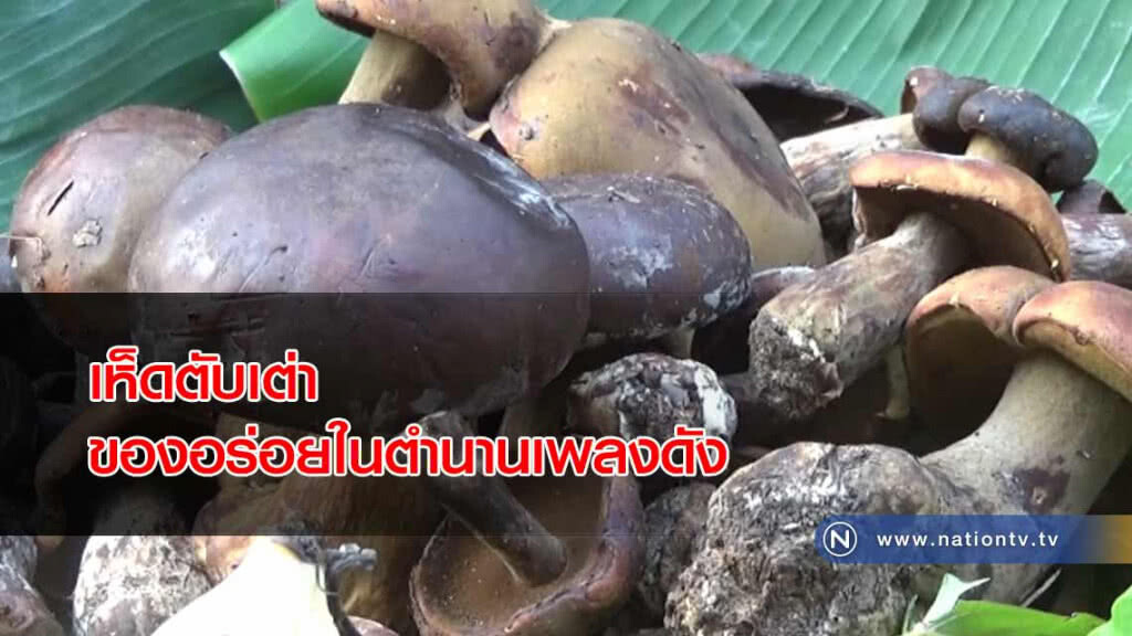 มาตามนัดต้นฝน "เห็ดตับเต่า" ของอร่อยในตำนานเพลงดัง