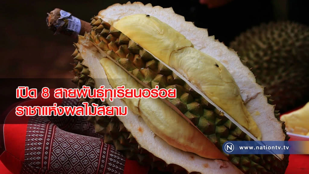 เปิด 8 สายพันธุ์ทุเรียนอร่อย ราชาแห่งผลไม้สยาม เปิด 8 สายพันธุ์ทุเรียนอร่อย ราชาแห่งผลไม้สยาม