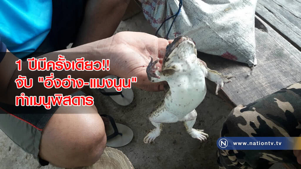 1ปีมีครั้งเดียว จับ"อึ่งอ่าง-แมงนูน"ทำเมนูพื้นบ้านพิสดาร 1ปีมีครั้งเดียว จับ"อึ่งอ่าง-แมงนูน"ทำเมนูพื้นบ้านพิสดาร