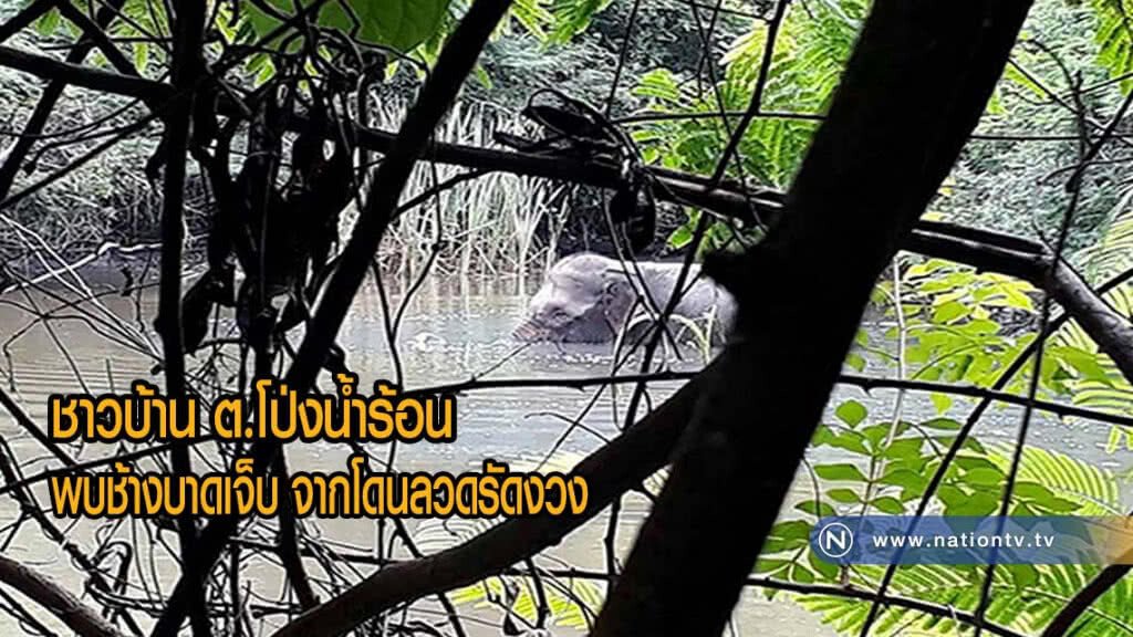 ชาวบ้านตำบลโป่งน้ำร้อน พบช้างบาดเจ็บ จากการโดนลวดรัดงวง(มีคลิป)