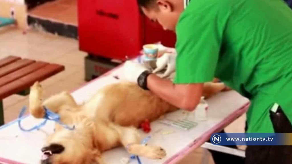 "ปศุสัตว์" ยังประกาศเขตโรคระบาดพิษสุนัขบ้า 38 จังหวัด "ปศุสัตว์" ยังประกาศเขตโรคระบาดพิษสุนัขบ้า 38 จังหวัด