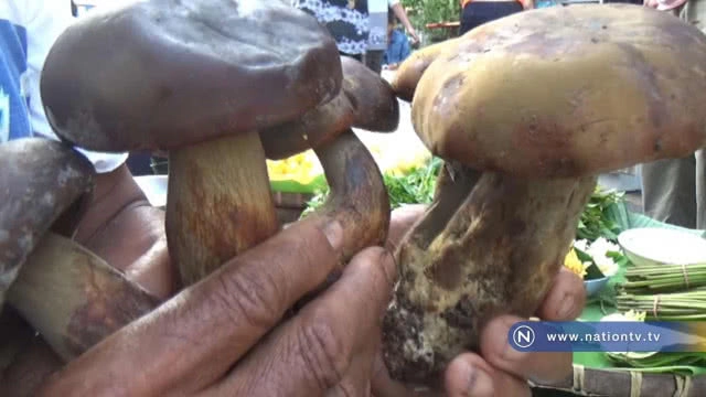 มาตามนัดต้นฝน "เห็ดตับเต่า" ของอร่อยในตำนานเพลงดัง