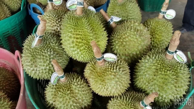 เปิด 8 สายพันธุ์ทุเรียนอร่อย ราชาแห่งผลไม้สยาม