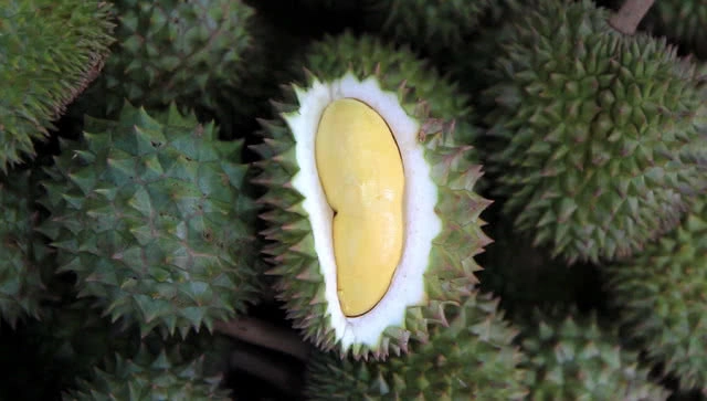 เปิด 8 สายพันธุ์ทุเรียนอร่อย ราชาแห่งผลไม้สยาม