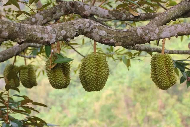 เปิด 8 สายพันธุ์ทุเรียนอร่อย ราชาแห่งผลไม้สยาม