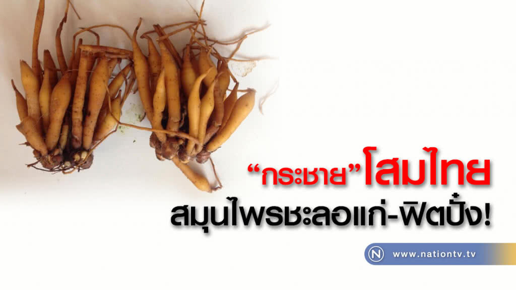 กินเป็นยา : กระชาย โสมไทย สมุนไพรชะลอแก่-ฟิตปั๋ง!!!