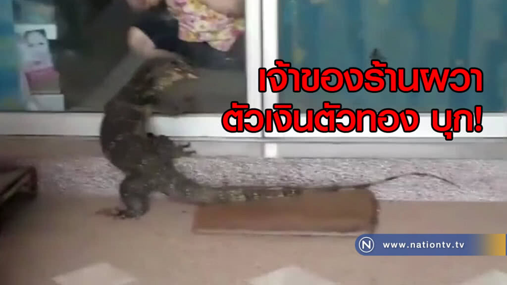 ตัวเงินตัวทอง บุก!
เจ้าของร้านผวา ตัวเงินตัวทอง บุก!
เจ้าของร้านผวา