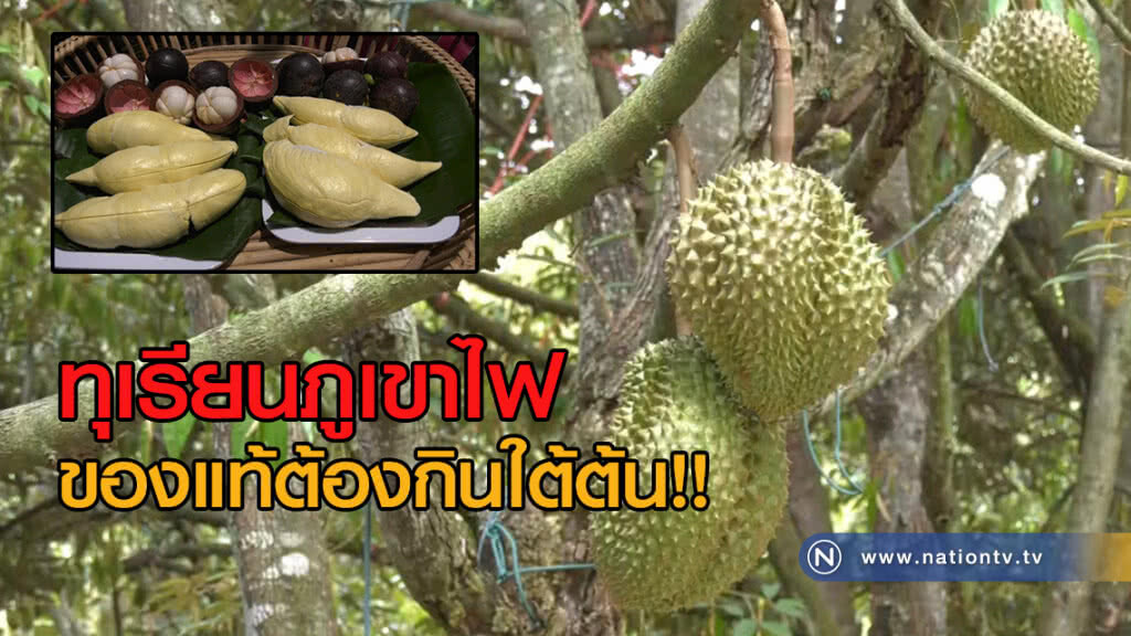 ทุเรียนภูเขาไฟ
ของแท้ต้องกินใต้ต้น!!