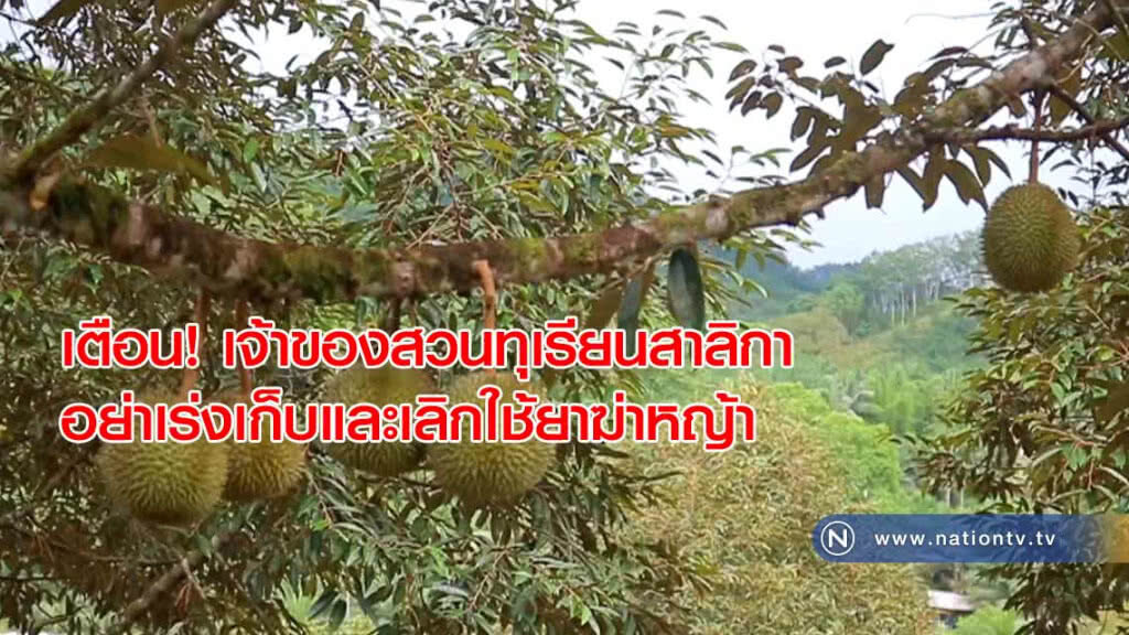 เตือน! เจ้าของสวนทุเรียนสาลิกาอย่าเร่งเก็บผลผลิตและเลิกใช้ยาฆ่าหญ้า