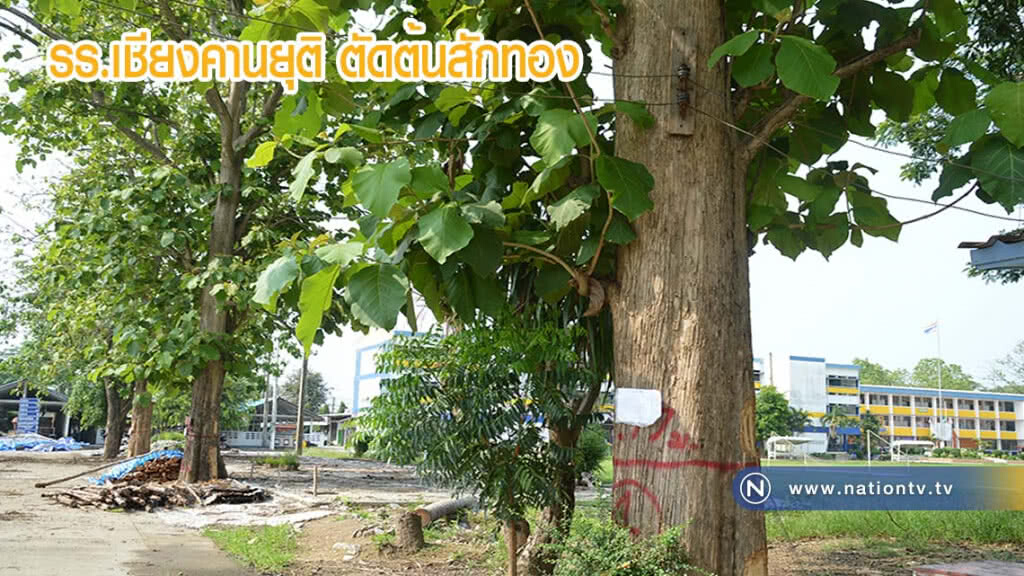 โรงเรียนเชียงคานยุติตัดต้นสักทอง