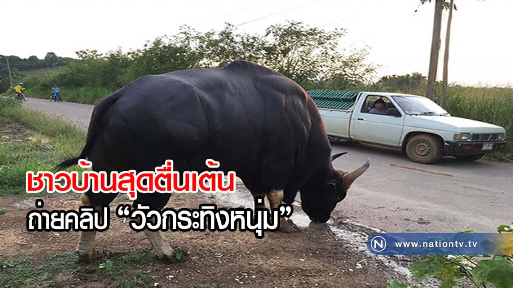 ชาวบ้านสุดตื่นเต้น ถ่ายคลิปวัวกระทิงหนุุ่ม(มีคลิป) ชาวบ้านสุดตื่นเต้น ถ่ายคลิปวัวกระทิงหนุุ่ม(มีคลิป)