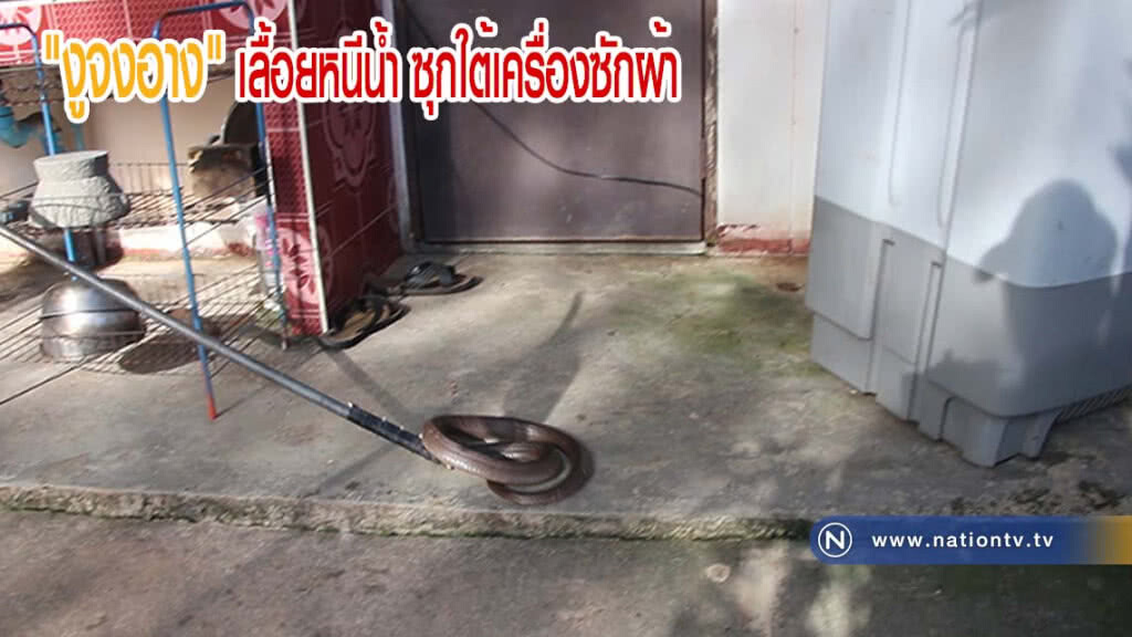 ฝนตกต่อเนื่อง จงอางเลื้อยหนีน้ำ ซุกใต้เครื่องซักผ้า