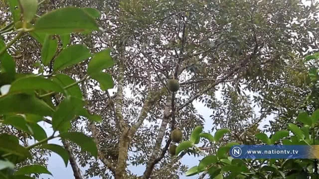 เตือน! เจ้าของสวนทุเรียนสาลิกาอย่าเร่งเก็บผลผลิตและเลิกใช้ยาฆ่าหญ้า