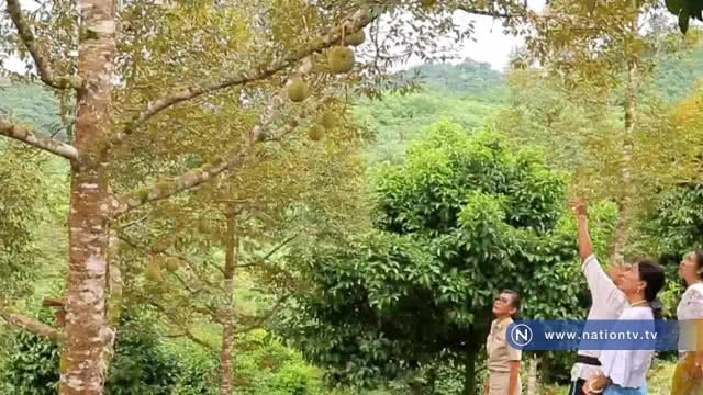 เตือน! เจ้าของสวนทุเรียนสาลิกาอย่าเร่งเก็บผลผลิตและเลิกใช้ยาฆ่าหญ้า