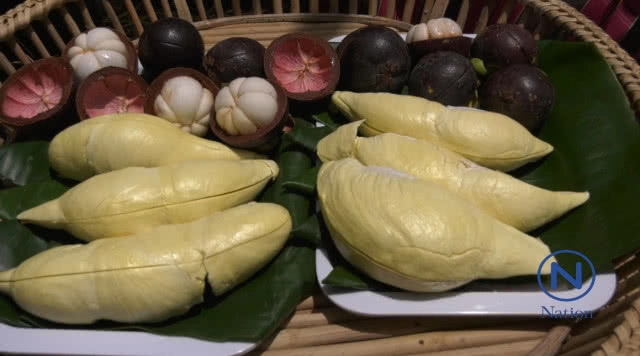 ทุเรียนภูเขาไฟ
ของแท้ต้องกินใต้ต้น!!