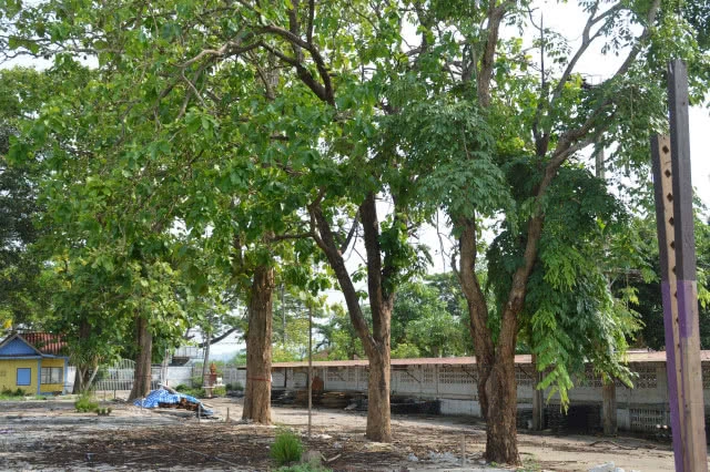 โรงเรียนเชียงคานยุติตัดต้นสักทอง