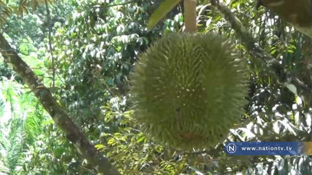เตือน! เจ้าของสวนทุเรียนสาลิกาอย่าเร่งเก็บผลผลิตและเลิกใช้ยาฆ่าหญ้า