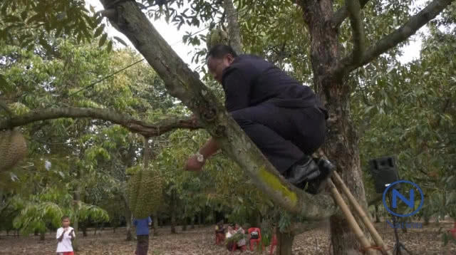 ทุเรียนภูเขาไฟ
ของแท้ต้องกินใต้ต้น!!