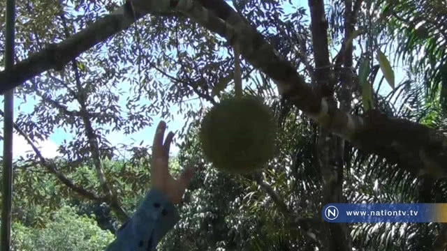 เตือน! เจ้าของสวนทุเรียนสาลิกาอย่าเร่งเก็บผลผลิตและเลิกใช้ยาฆ่าหญ้า