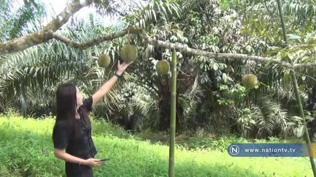 เตือน! เจ้าของสวนทุเรียนสาลิกาอย่าเร่งเก็บผลผลิตและเลิกใช้ยาฆ่าหญ้า